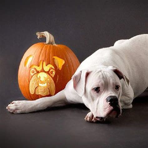 Carve A Pumpkin To Look Like Your Dog Free Printable Stencils