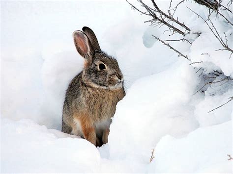 3500 White Rabbit Snow Stock Photos Pictures And Royalty Free Images
