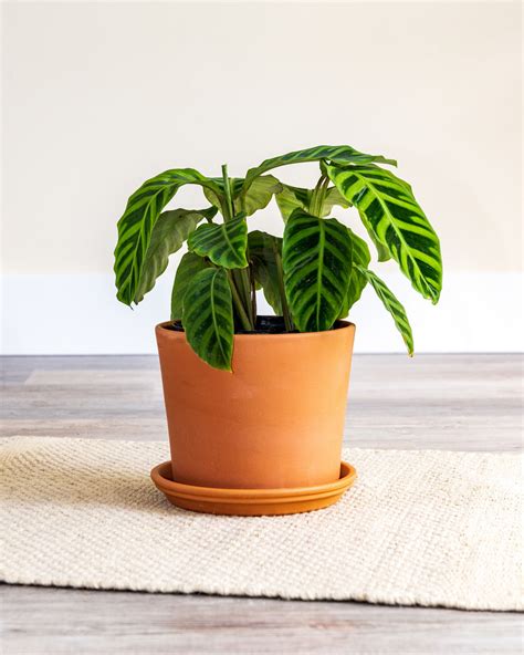 Remove the bottom leaves and stick the stem cuttings directly into potting medium or into a glass of water until new roots form. Buy Calathea zebrina, Zebra Plant | Free Shipping over $100