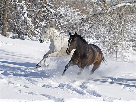Horse On The Snow Facts And Pictures All Wildlife
