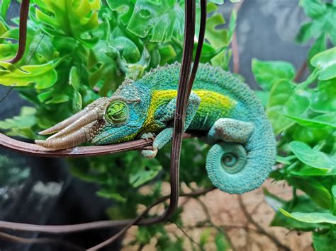 W Midlands Jacksons Chameleons For Sale Reptile Forums