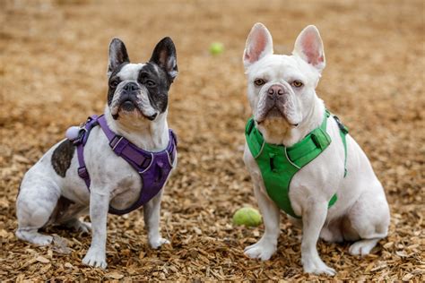 Bouledogue or bouledogue français) is a breed of domestic dog, bred to be companion dogs. 13 Awesome French Bulldog Mixes: A Full Guide to Choosing ...