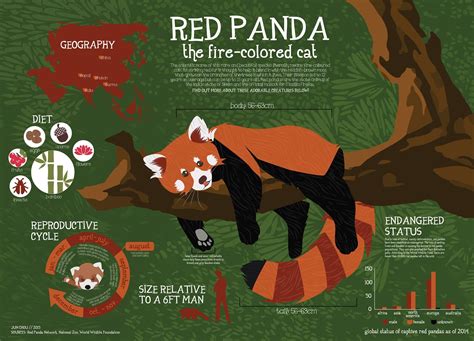 Red Panda Fact Sheet Infographic 2 Panda Habitat Panda