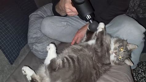 Cat Enjoys Getting A Massage By A Massage Gun That Its Human Holds On To Watch Trending