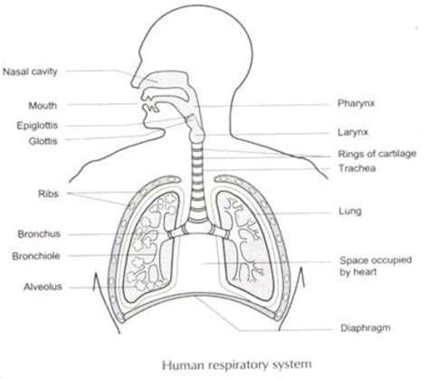 Respiratory System Diagram For Kids Unlabeled