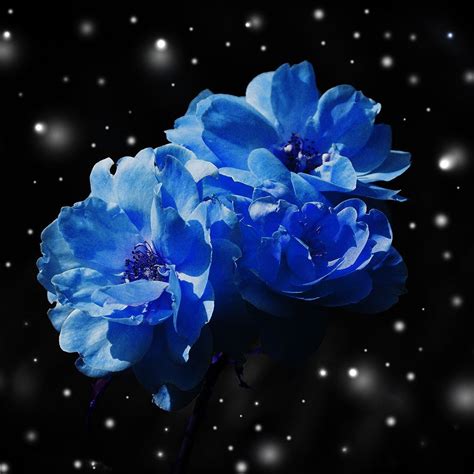 Flower Blue Snow Nature Art Ipad Wallpapers Free Download