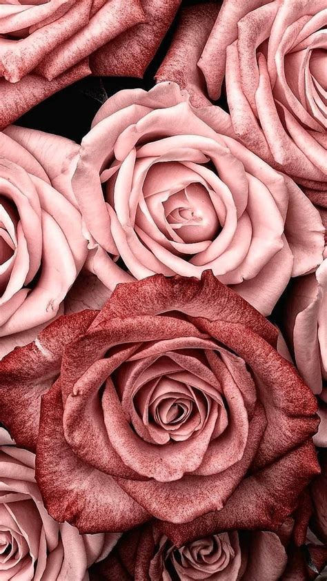 Download Close Up Pink Rose Aesthetic Wallpaper