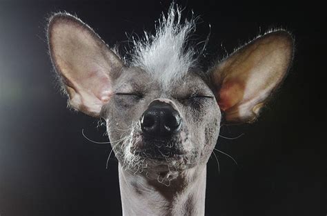 Estos Cachorros Sin Pelo Son Las Estrellas De Una Nueva Y Reveladora Sesión De Fotos Hairless