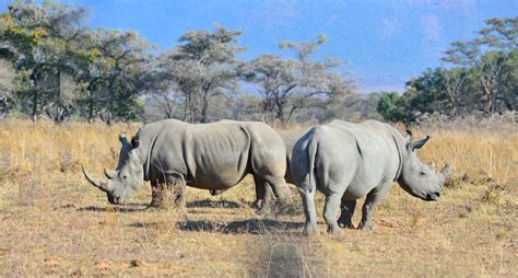 Rhinoceros Global March For Elephants And Rhinos Gmfer