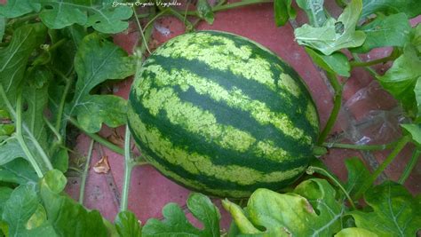 How to Grow Watermelon | How to grow watermelon, Watermelon plant, Watermelon vines