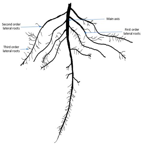 Lateral Roots