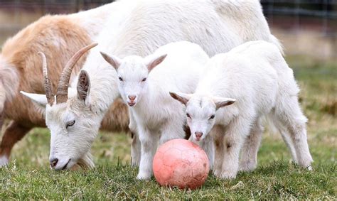 Goat Gives Birth To A Geep After Mating With A Sheep Metro News