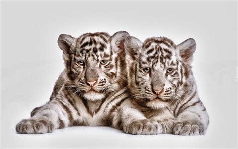 Dwa Młode Tygryski