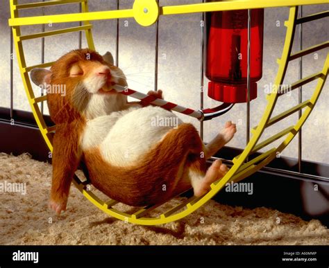 Cute Character Hamster Resting On Wheel Inside Cage Stock Photo Alamy