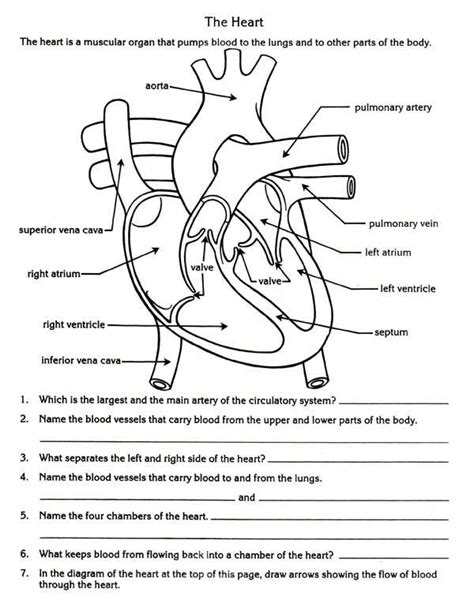 Anatomy And Physiology Heart Worksheet
