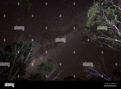Dryandra Woodland Western Australia Milky Way Night Sky Stock Photo