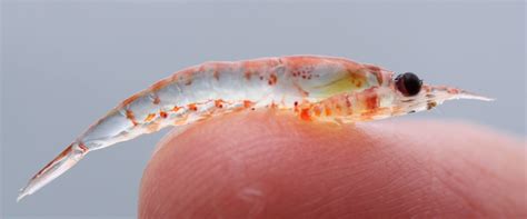 Why Krill Is The Most Important Antarctic Animal Youll Never See