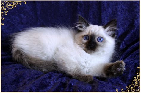 Balinese Cat Breeder And Balinese Cats For Sale By Siamese Royalty