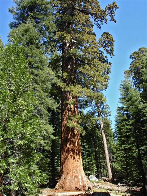 Trail Of 100 Giants Giant Sequoia National Monument California