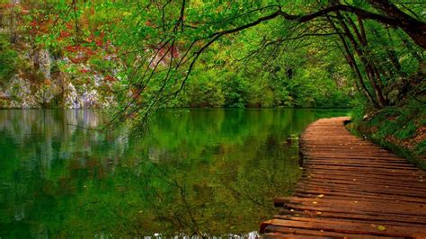 Wood Dock On Water Green Trees Reflection On River Forest Background Hd