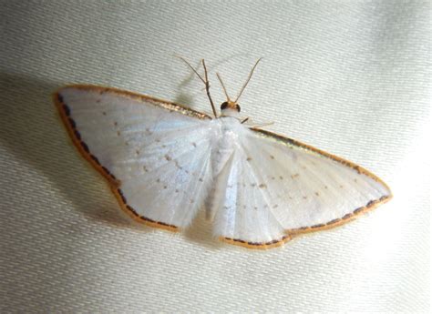 The Bug Girl Moth Gold Aesthetic Aesthetic