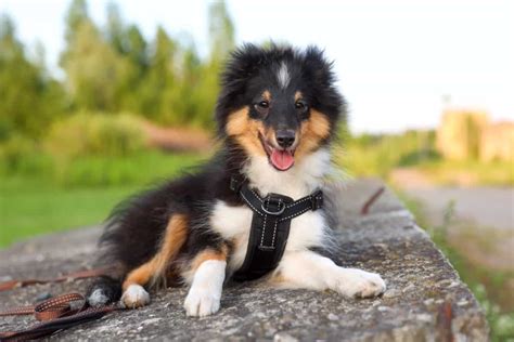 10 Best Shetland Sheepdog Breeders 2023 Our Top 10 Picks