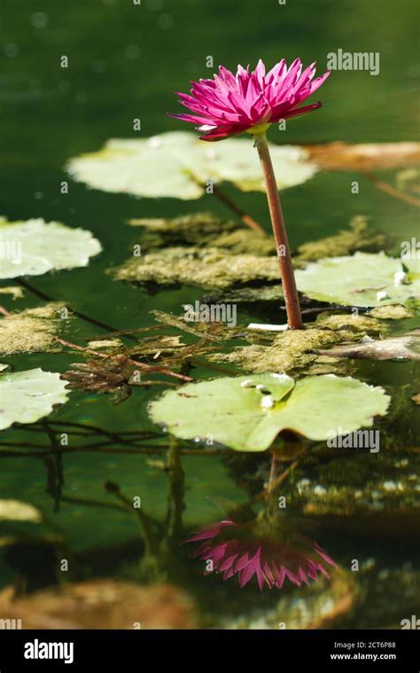 Red Water Lily Flower Emerging From Water Pond Stock Photo Alamy