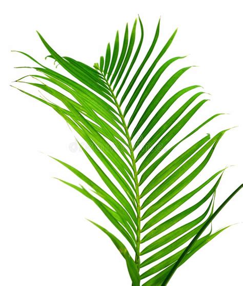 Palm Fronds Waving In The Wind Stock Image Image Of Symbol Natural