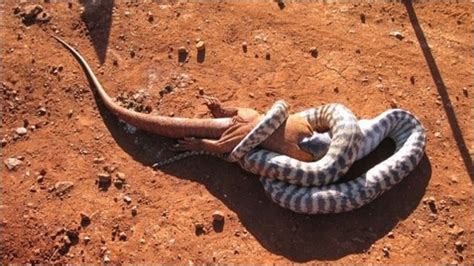 ニシキヘビを頭から丸呑みしている猛毒ヘビの衝撃映像 Dna