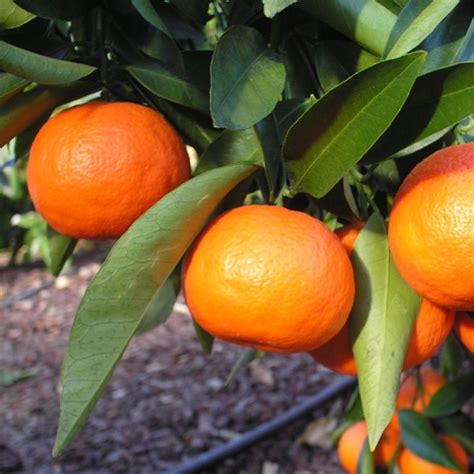 Tangelo Archivi Oscar Tintori Nurseries Worldwide Citrus Plants
