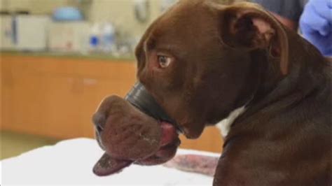 Man Arrested For Taping Dogs Mouth Shut 6abc Philadelphia