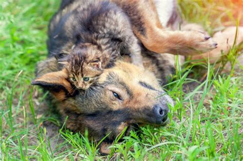 Dog And Cat Best Friends Playing Together Outdoors Stock Image Image