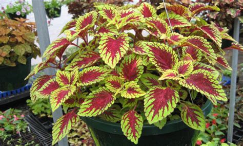 Coleus Plant Buy Coleus Plant In Hooghly West Bengal India From The