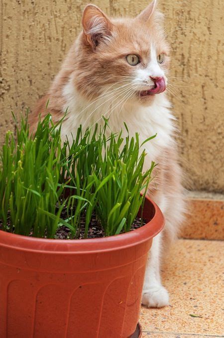 As cute as this is to watch, allowing raccoons to eat your cat's. Let's Talk Non-Toxic Plants for Cats — What Plants Can ...