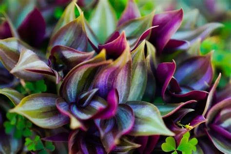 Plant With Purple Under Leaves 7 Most Popular Grower Today