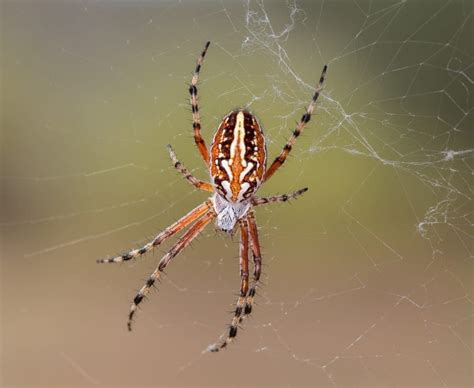 5 Most Poisonous Spiders In Florida