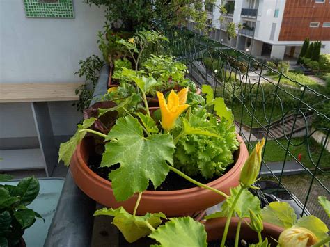 How To Succeed At Growing Zucchini In Containers