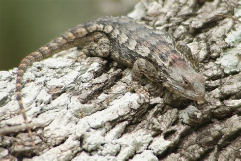 Texas Spiny Lizard Sceloporus Olivaceus Comal Co Flickr Photo