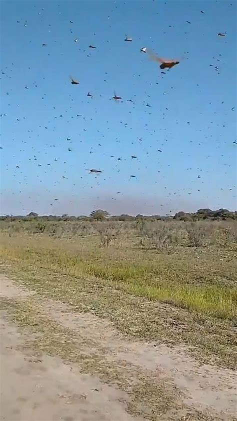 Astonishing Huge Swarm Of Locusts Sweeps Through Farmland And Ruins