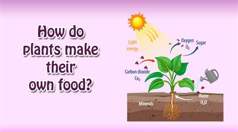 How Do Plants Make Their Own Food Brainfeed Magazine
