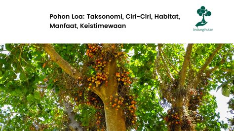 Pohon Loa Taksonomi Ciri Ciri Habitat Manfaat Keistimewaan The Best