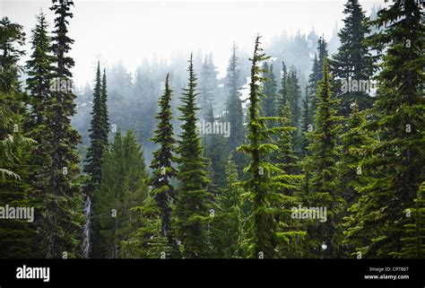 Trees And Fog Seattle Park Mount Rainier National Park Washington