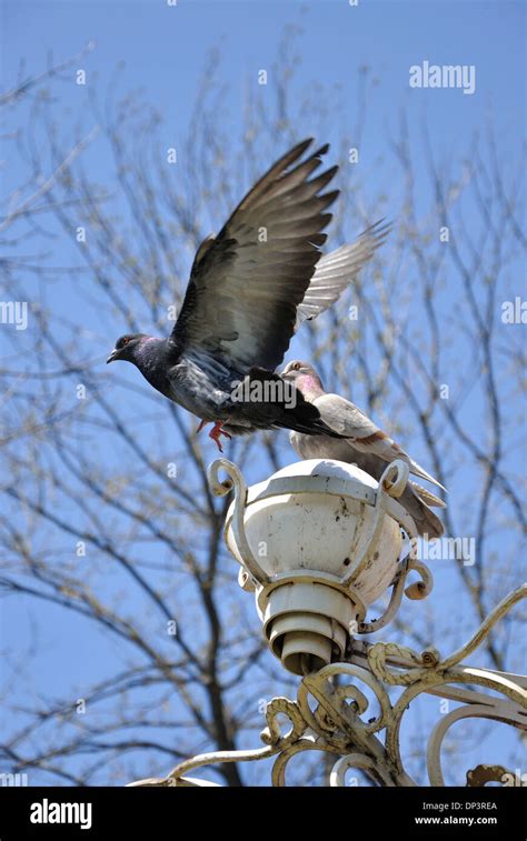 Two Doves Flying In Blue Hi Res Stock Photography And Images Alamy