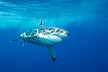 Australiano picchia squalo bianco per difendere sua moglie – RENOVATIO 21