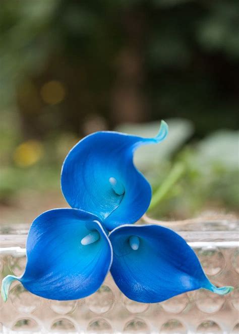 Natural Real Touch Blue Calla Lilies For Wedding Bridal Etsy Calla