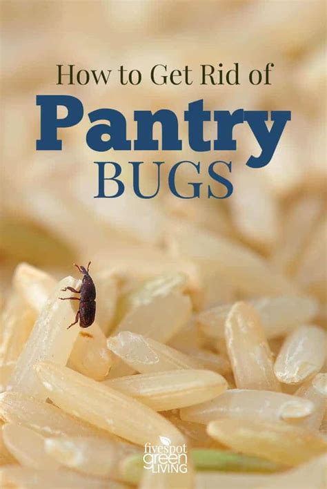 You can get free food if you allow your boss to buy you lunch, especially when you have no money at the time. How to Get Rid of Pantry Bugs - Five Spot Green Living