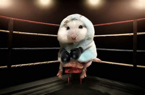 Viral Hermoso Hamster Y Sus Memes Humor Taringa