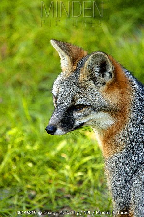 Common Gray Fox Stock Photo Minden Pictures