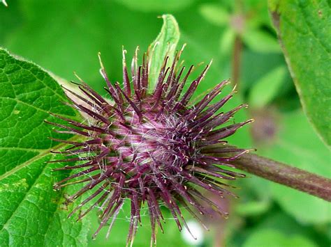 Burdock Seed Seed Of The Burdock Plant Dave Foxadmin Westcoaster