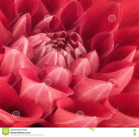 Red Flower Petals Close Up And Macro Of Chrysanthemum Beautiful